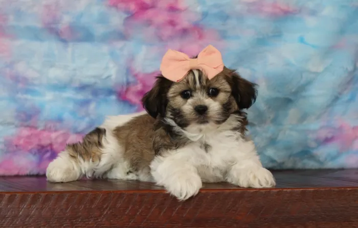Friendly Teddy Bear puppy looking for a family in Phoenix, AZ