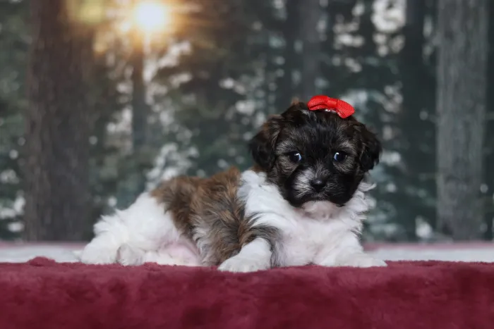 Teddy Bear puppy ready for delivery to Phoenix, AZ