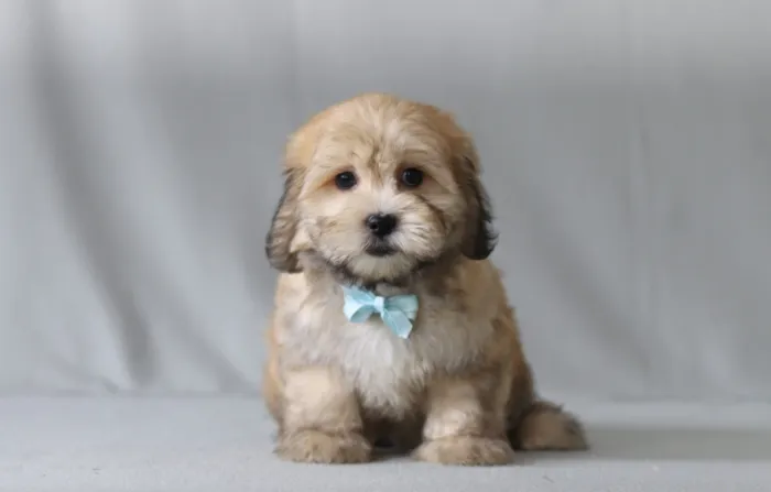 Teddy Bear puppy ready to meet a new family in Los Angeles