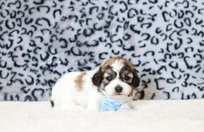 Friendly Teddy Bear puppy looking for a family in Los Angeles, CA