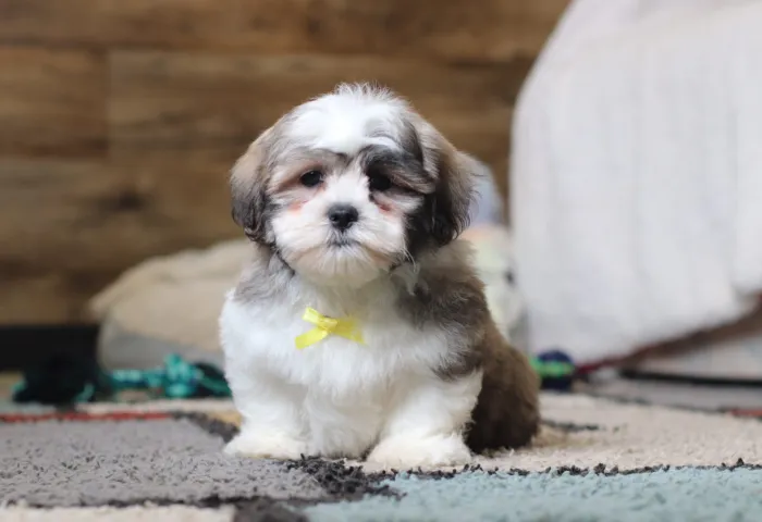 Teddy Bear puppy from The Puppy Lodge for families in San Diego