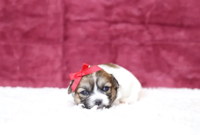 Teddy Bear puppy ready for delivery to San Diego, CA