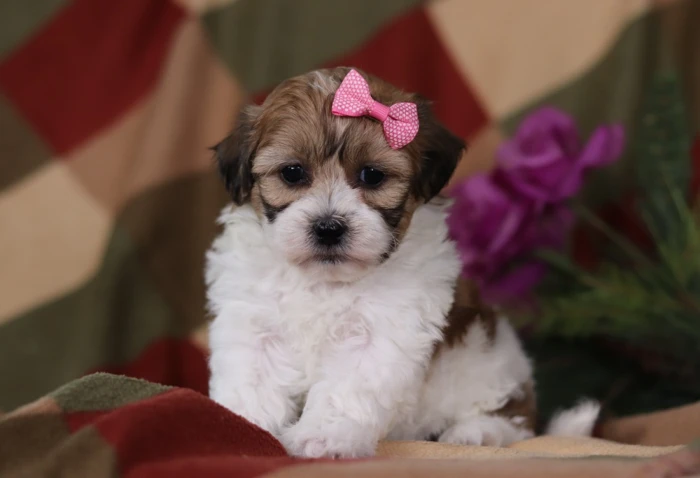 Hand-delivered Teddy Bear puppy in Connecticut