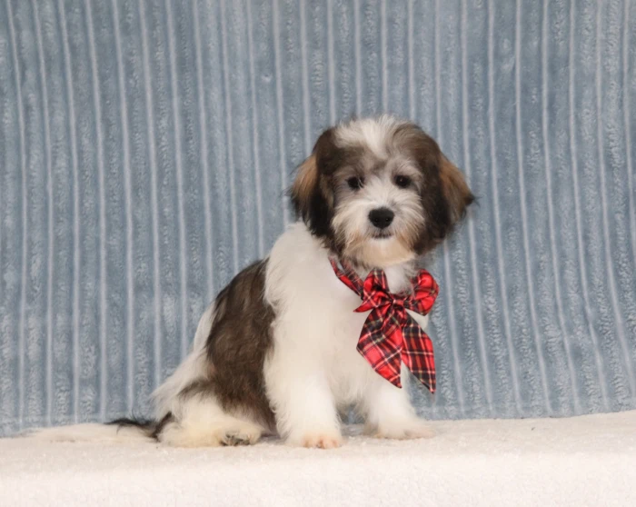 Teddy Bear puppy for sale with delivery available across Delaware
