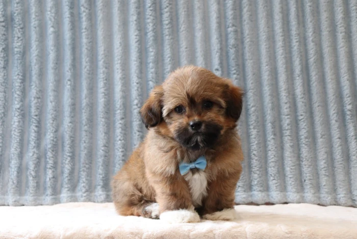 Teddy Bear puppies for sale to families in Delaware