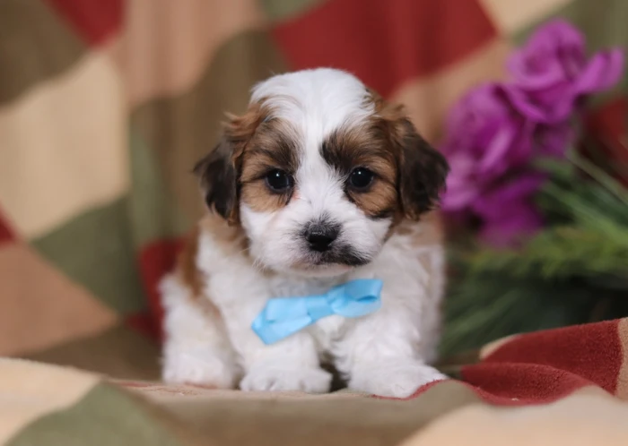 Teddy Bear puppy arriving at a family home in Florida