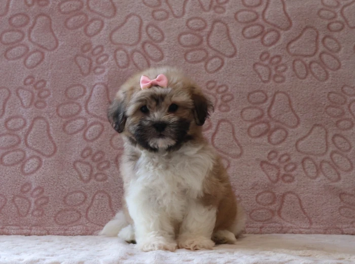 Teddy Bear puppy delivered to the Illinois area