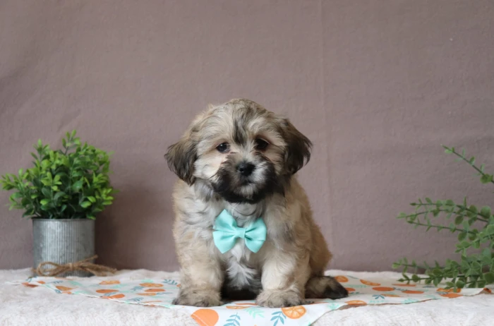 Teddy Bear puppy for sale with delivery available across Indiana