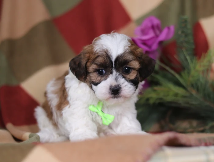 Hand-delivered Teddy Bear puppy in Iowa