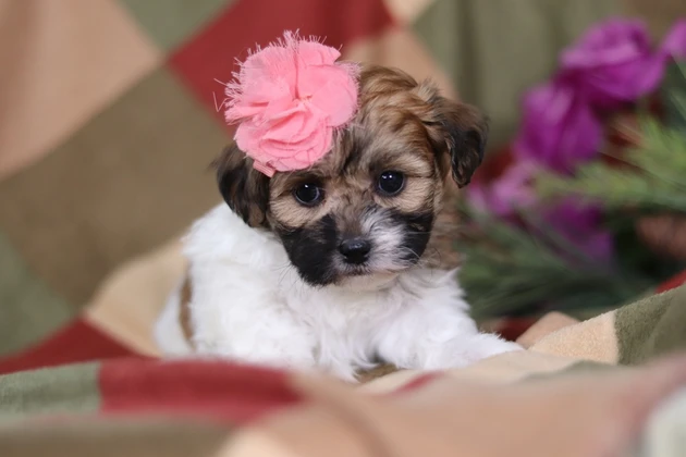 Beautiful Shichon puppy from Kansas