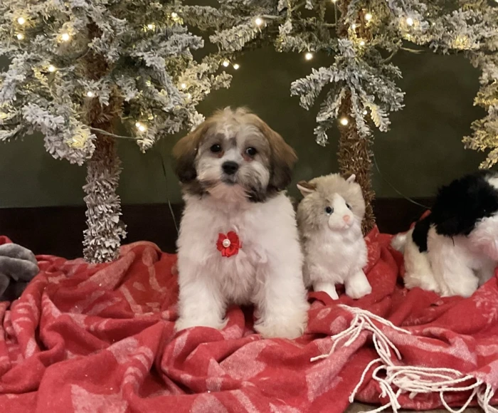 Teddy Bear puppies available in Maryland
