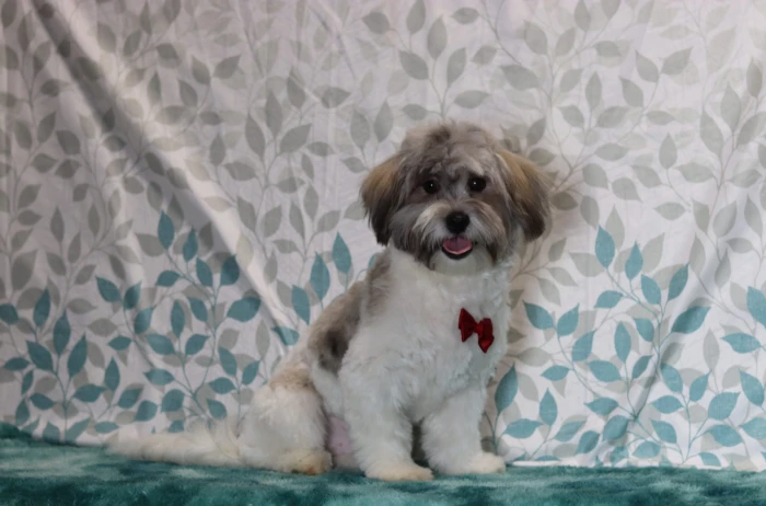 Ethically raised Teddy Bear puppy for Maryland