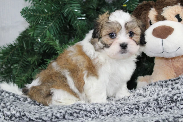 Adorable Teddy Bear Puppy In Massachusetts