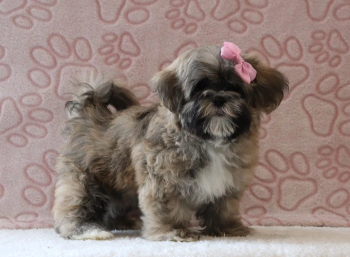 Teddy Bear puppies delivered safely to Massachusetts