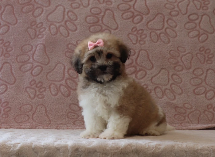 Well socialized Teddy Bear puppy from The Puppy Lodge, available in Massachusetts