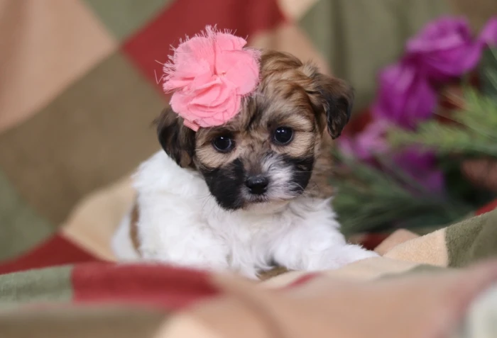 Teddy Bear puppies available in Michigan