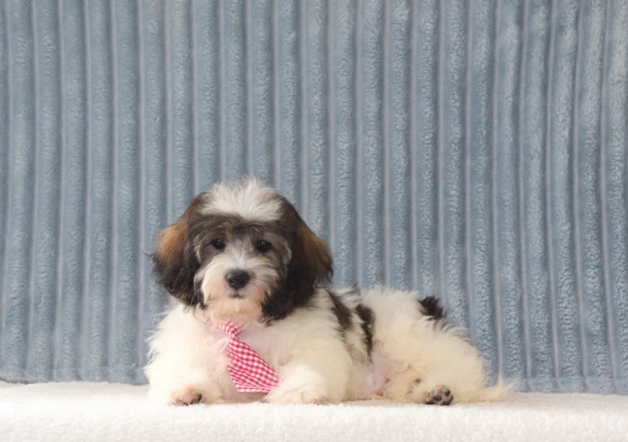 Hand-delivered Teddy Bear puppy in Missouri