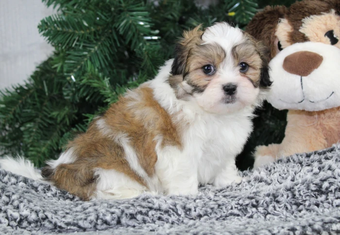 Teddy Bear puppy delivery in New Jersey
