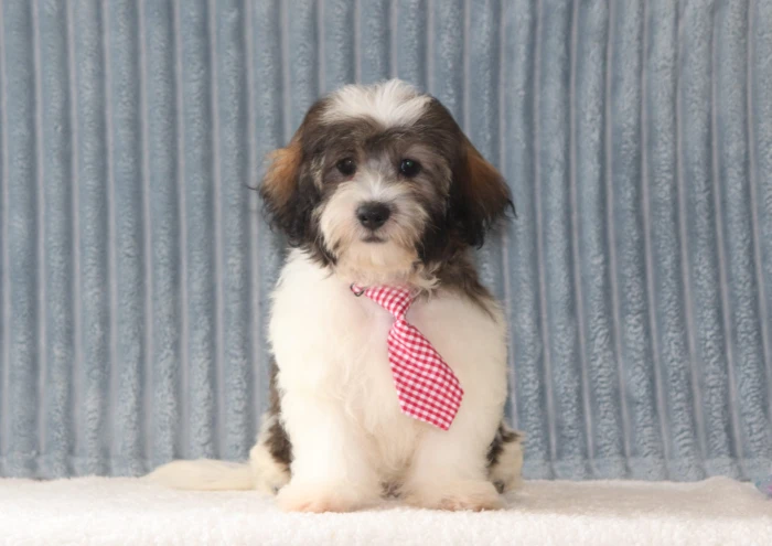 Teddy Bear puppies for sale in New Jersey