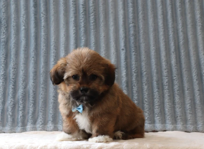 Quality Teddy Bear puppies from a breeder trusted across New York