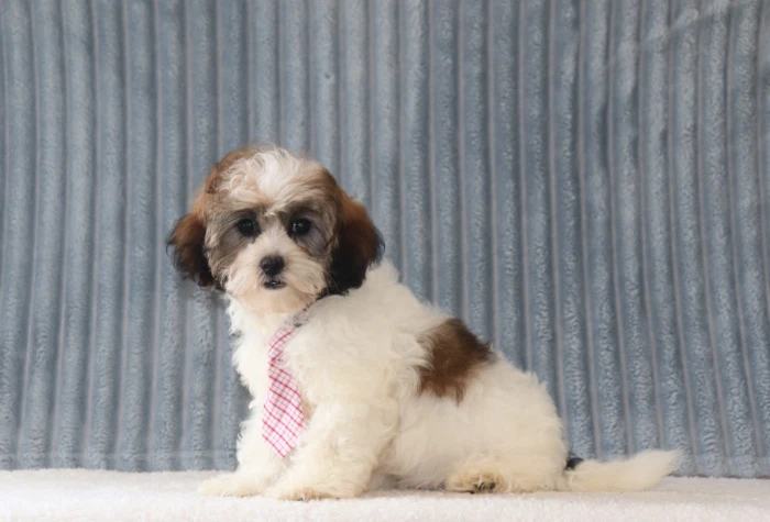 Well socialized Teddy Bear puppy from The Puppy Lodge, available in North Carolina