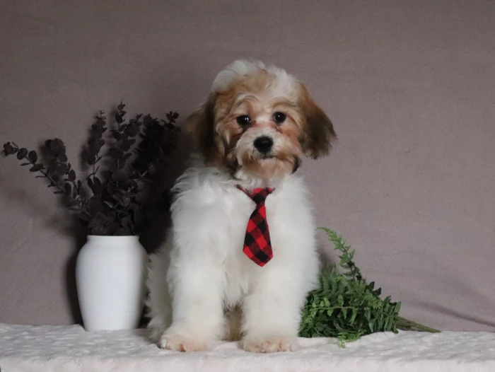 Teddy Bear puppy arriving at a family home in Tennessee