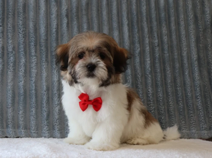 Health tested Teddy Bear puppy available in Tennessee