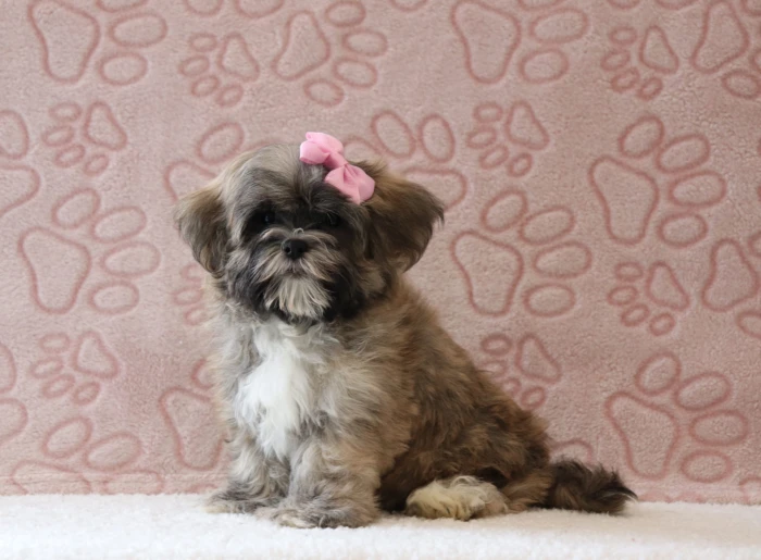 Tennessee Teddy Bear puppies from The Puppy Lodge