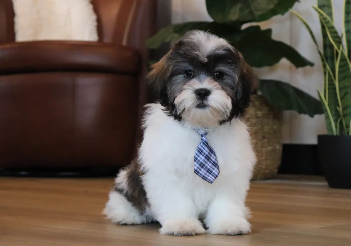 Teddy Bear puppies for sale in Vermont