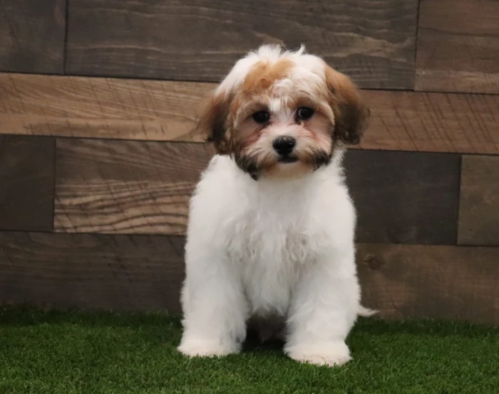 Teddy Bear puppies delivered safely to Virginia