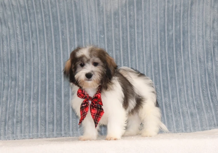 Fluffy Teddy Bear puppy for sale in Virginia