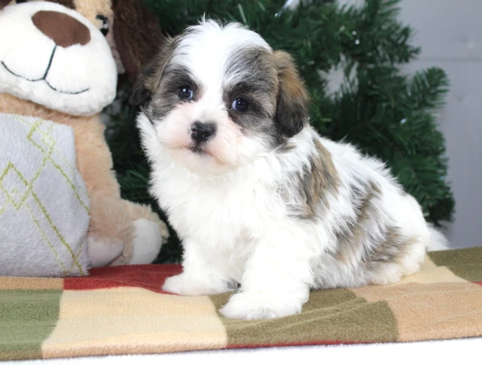 Teddy Bear puppies delivered safely to West Virginia