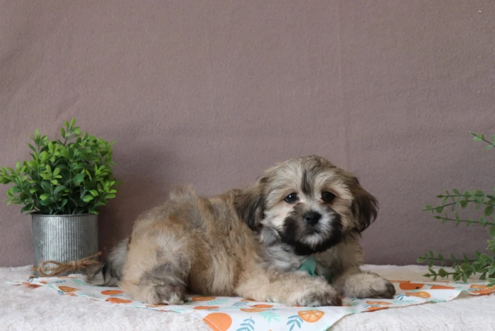 Teddy Bear puppies for sale in West Virginia