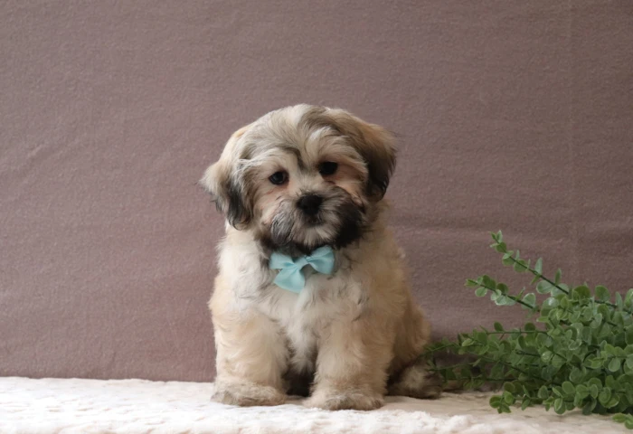 Teddy Bear puppies raised at The Puppy Lodge, available in Wyoming