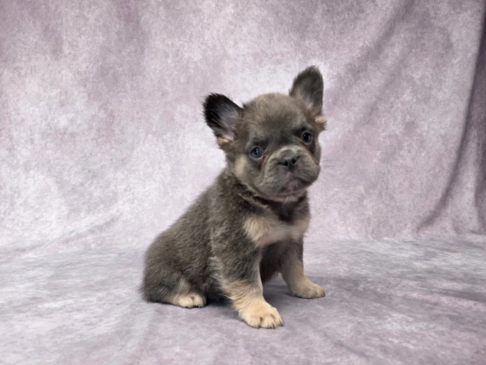 Fluffy Frenchie puppies raised at The Puppy Lodge, available in Arkansas