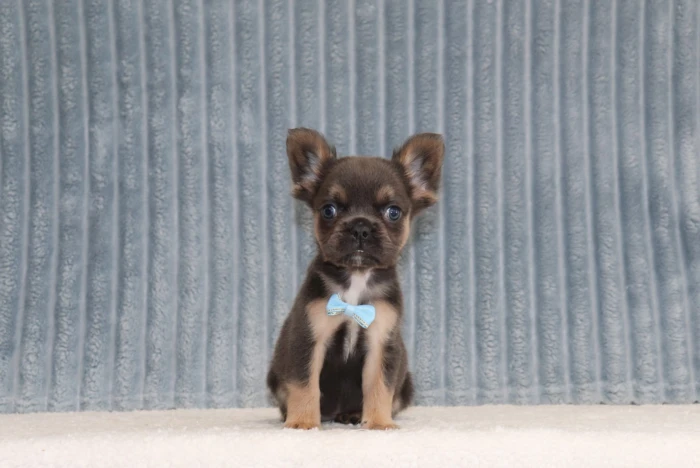 Arkansas Fluffy Frenchie puppies from The Puppy Lodge