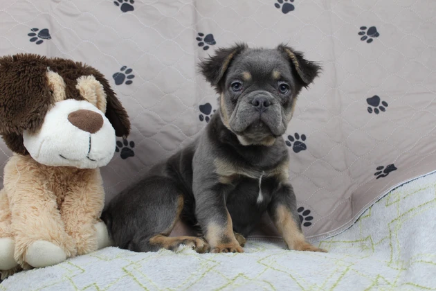 Quality fluffy Frenchies from a breeder trusted across Colorado