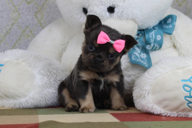 Adorable Fluffy French Bulldog Puppy In Connecticut