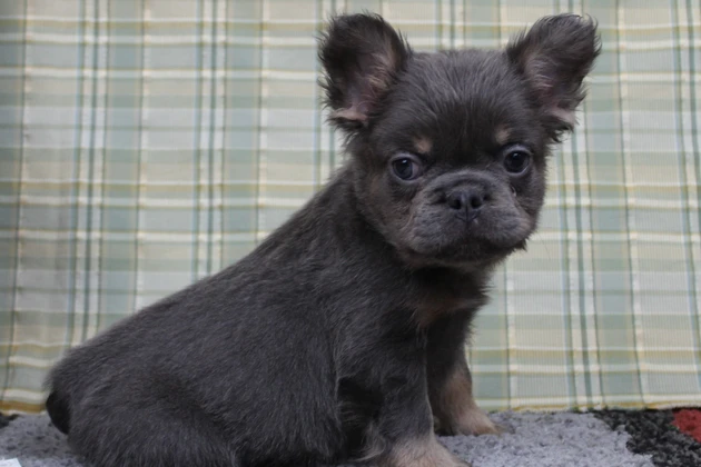 Fluffy Frenchie breeder delivering across Georgia