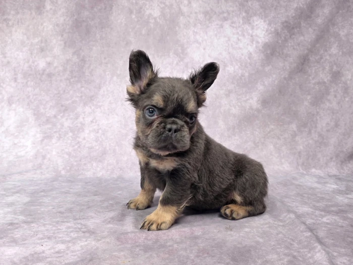 Fluffy French Bulldog puppies in Idaho