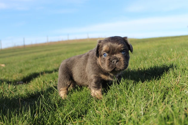 Fluffy French Bulldog Puppy litter in Indiana
