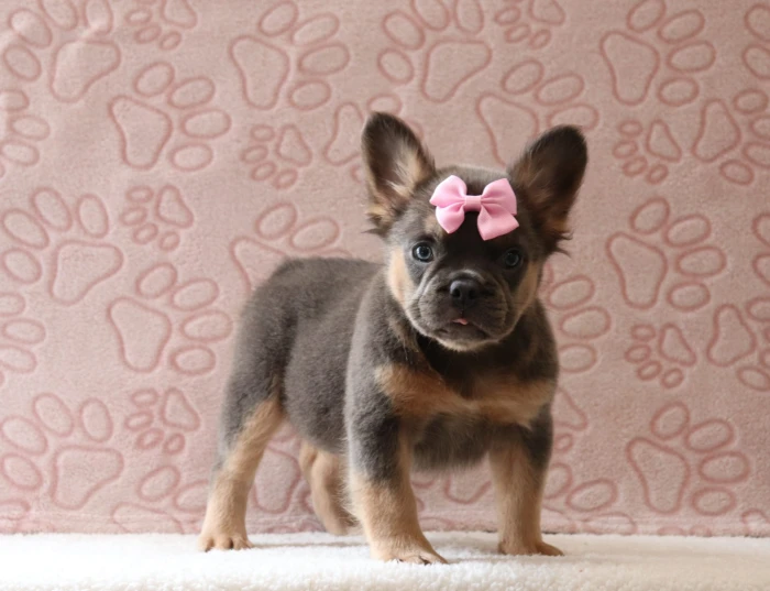 Fluffy Frenchie puppy arriving at a family home in Kentucky