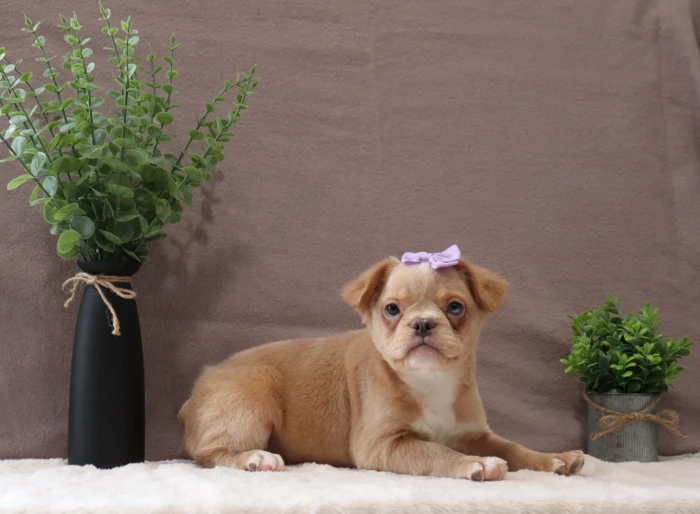 Long haired Fluffy Frenchie puppy available to families in Maine