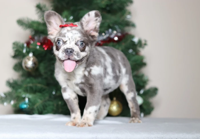 Fluffy Frenchie for sale with delivery available across Massachusetts