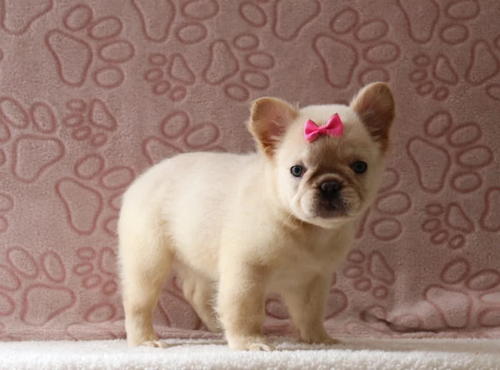 Fluffy Frenchie puppies raised at The Puppy Lodge, available in Michigan