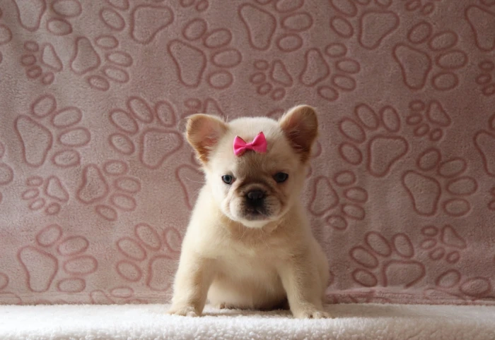 Fluffy French Bulldog puppy from health tested parents, available in Missouri