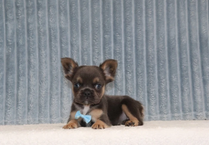 Fluffy Frenchie puppies for sale in Nevada