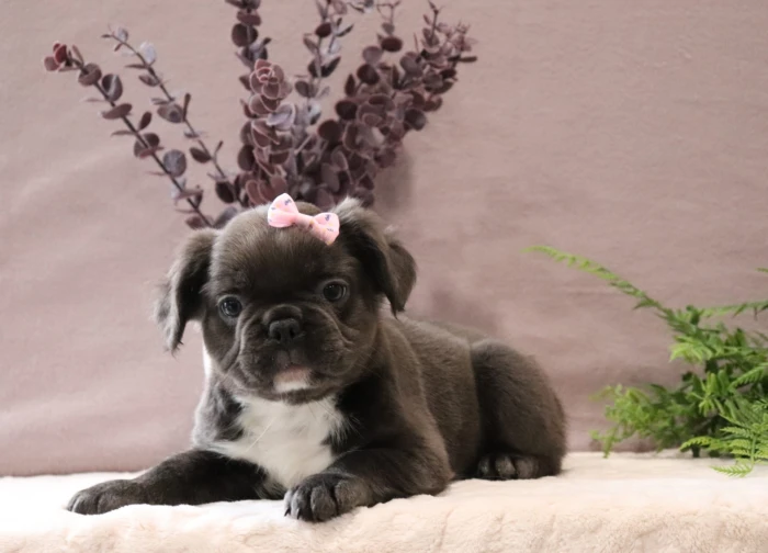 Fluffy Frenchie puppies for sale to families in New Mexico