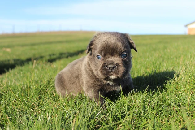 Quality fluffy Frenchies from a breeder trusted across New York