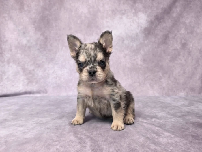 New York Fluffy Frenchie puppies from The Puppy Lodge
